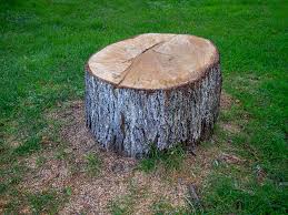 Professional Tree Services in Evadale, TX