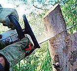 Best Arborist Consultation Services  in Evadale, TX
