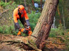 Best Hazardous Tree Removal  in Evadale, TX