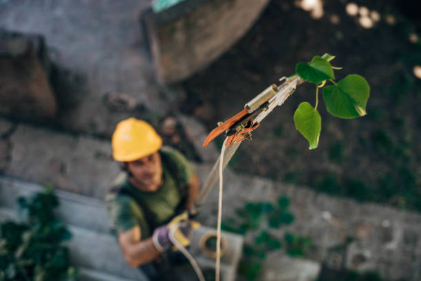 Best Tree Trimming and Pruning  in Evadale, TX