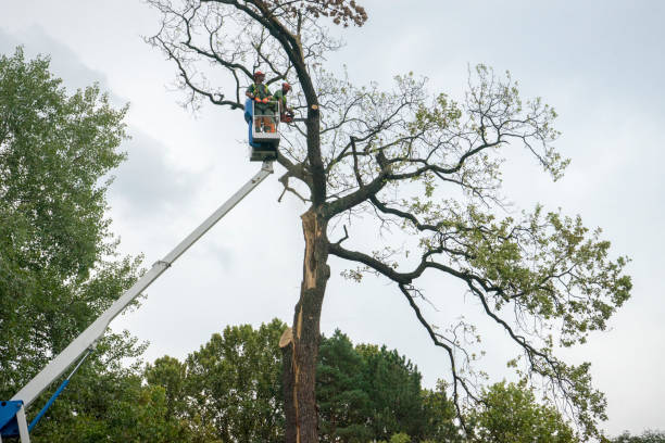 Best Tree Preservation Services  in Evadale, TX