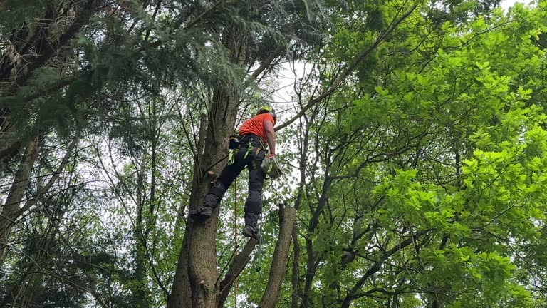 Best Hedge Trimming  in Evadale, TX