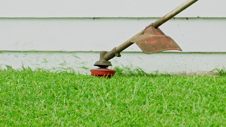 Best Tree Disease Treatment  in Evadale, TX