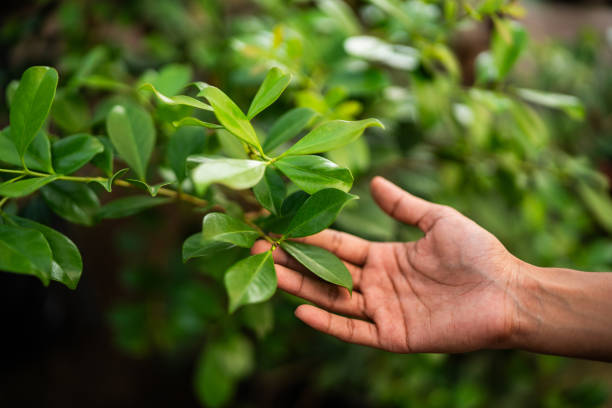 How Our Tree Care Process Works  in  Evadale, TX