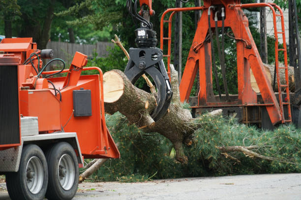 Best Tree Maintenance Programs  in Evadale, TX