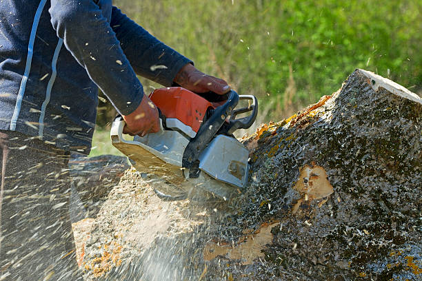 Best Lawn Maintenance Plans  in Evadale, TX